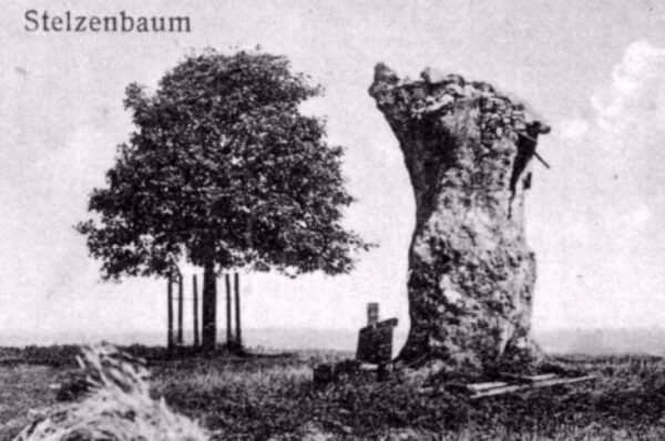 Der Schatz unterm Stelzenbaum