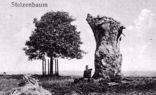 Der Schatz unterm Stelzenbaum