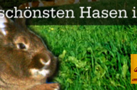 Heute letzte Chance dabei zu sein – 50€ für den schönsten Osterhasen
