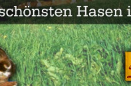 Bis Sonntag 24:00 Uhr noch abstimmen – Wer ist der schönste Hase