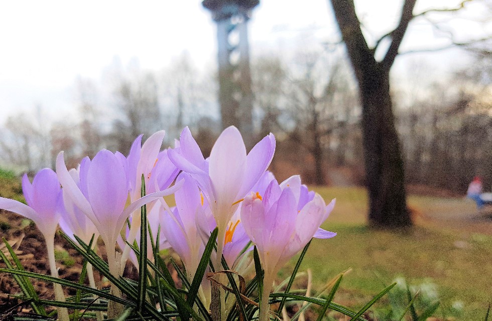 Die ersten Krokusse auf dem Bärenstein