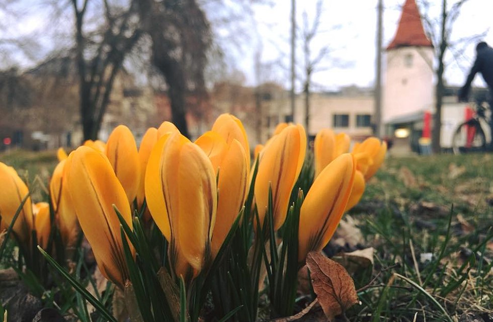 Frühlingserwachen in Plauen 