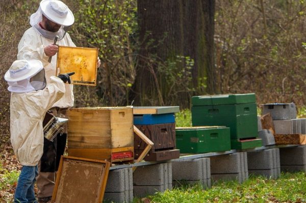Milben als Gefahr für Imkerbienen