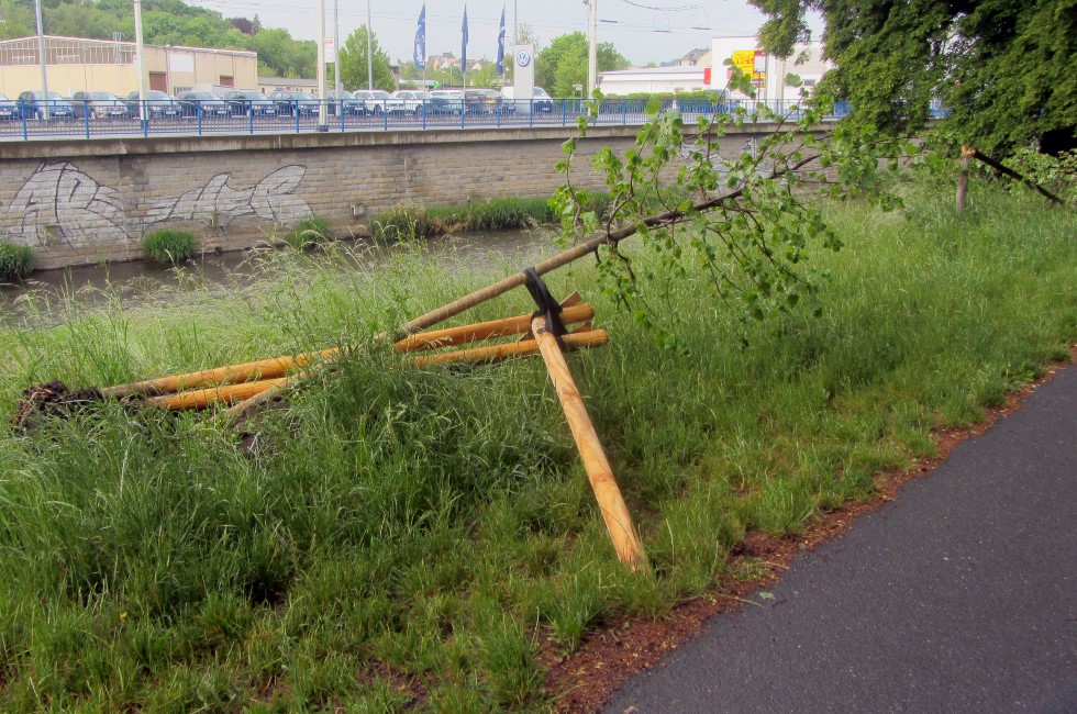 Vandalen brechen erneut in Plauen Bäume an der Elster ab 