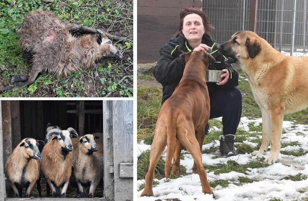 Sitzen hinter Gittern: Hunde reißen Schaf bei Plauen