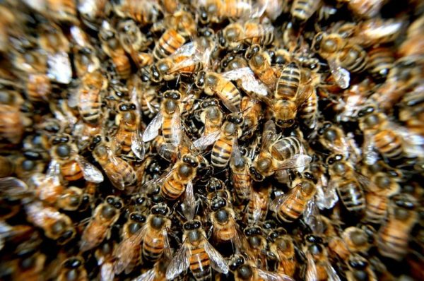 Bienenvölker in Krebes von „Amerikanischer Faulbrut“ befallen