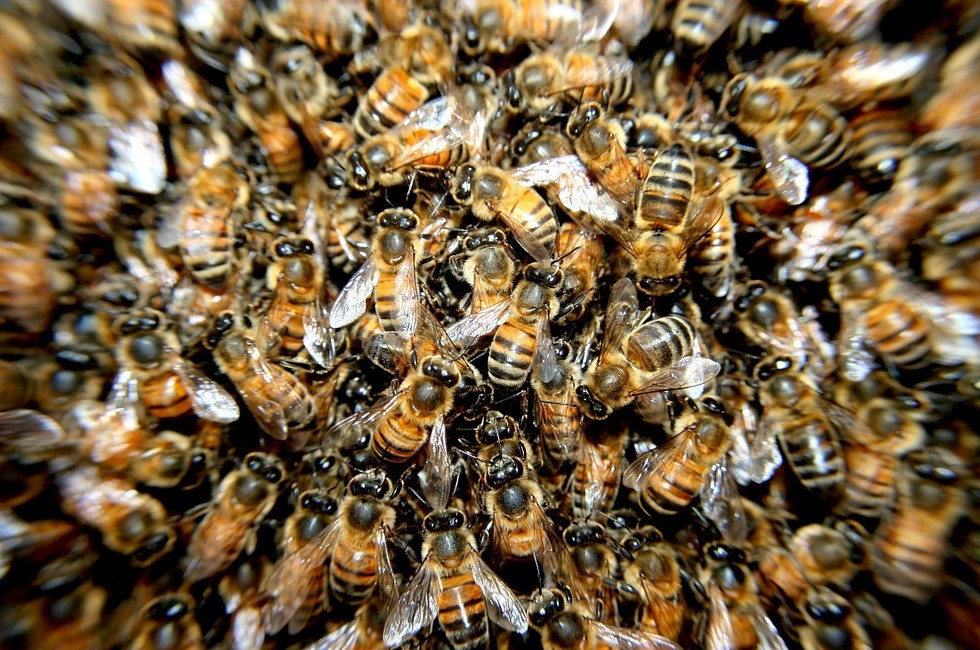 Verdacht auf Bienenseuche im Vogtland 