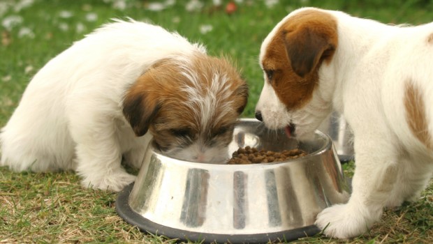 Hund, Katze, Maus: Das Haustier als Wirtschaftsfaktor