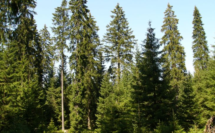 Die Fichte ist Baum des Jahres 2017