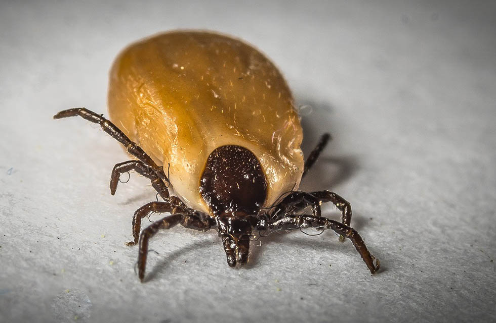 Die Zeckensaison beginnt: Gefahr von FSME und Borreliose