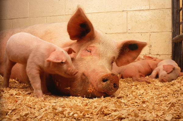 Nach jahrelangem Streit in Schöneck: Keine Schweinemastanlage im Touristenort