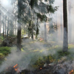 Waldbrandgefahr im Vogtlandkreis. Foto: Archiv