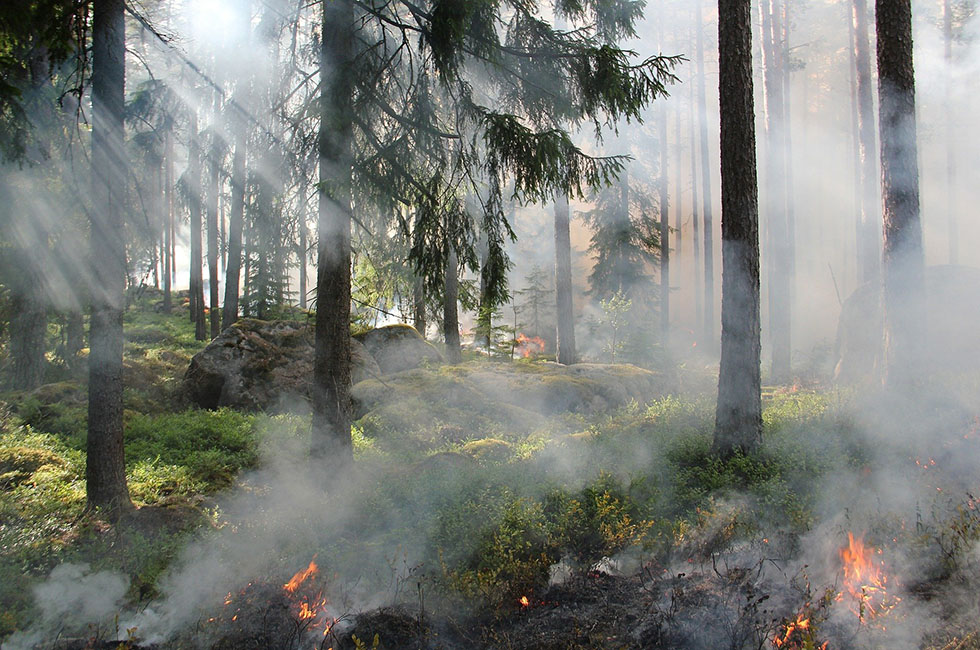 Waldbrandgefahr im Vogtlandkreis. Foto: Archiv