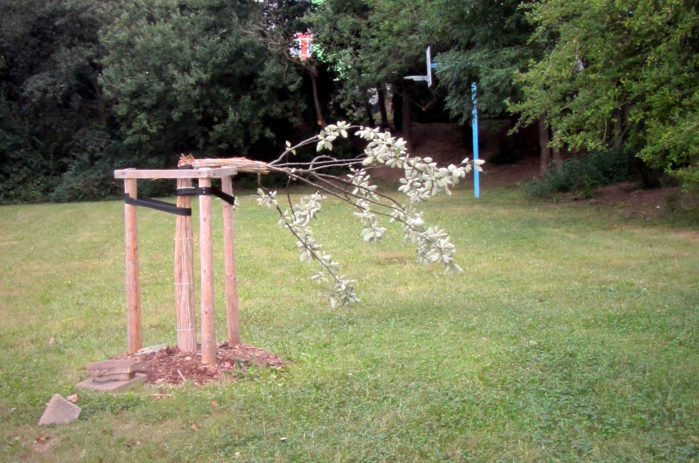 Bäume in Plauen umgeknickt