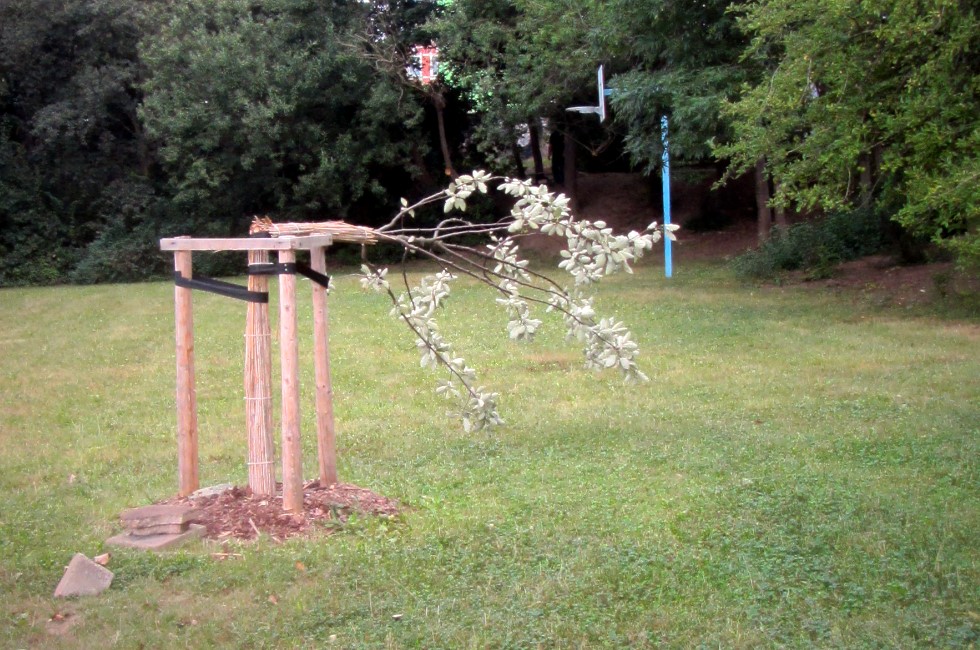 Bäume in Plauen umgeknickt