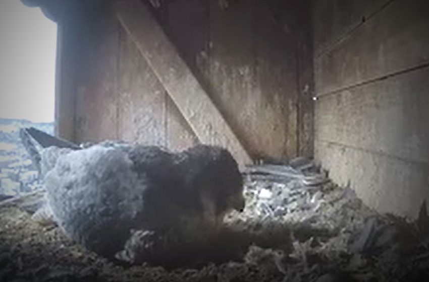 envia THERM bietet bedrohten Vogelarten ein Zuhhause