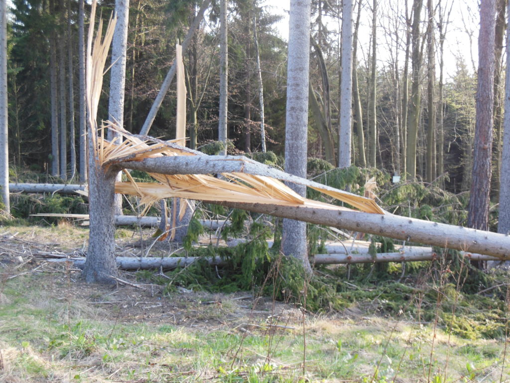 Forstbehörde zieht erste Bilanz nach Sturmtief „Ignatz“. Foto: Landratsamt Plauen