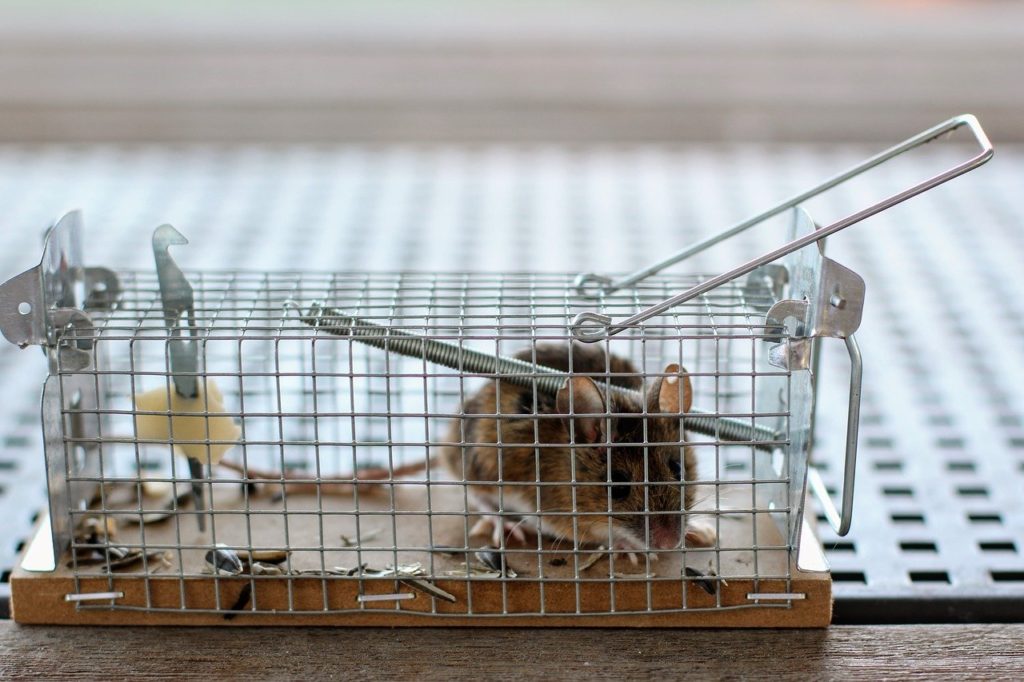 Was tun gegen Mäuse im Haushalt? Foto: pixabay/PeggyMarco