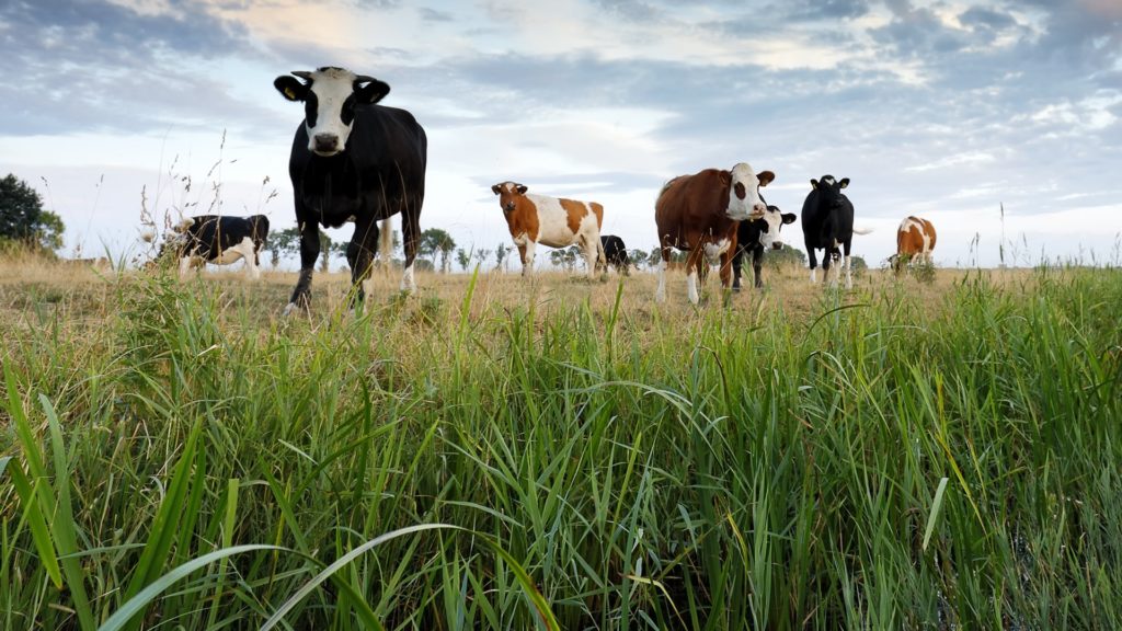 Bauern im Vogtland kämpfen gegen Rinderseuche. Foto: envato/catolla