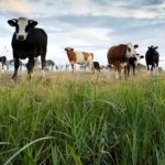 Bauern im Vogtland kämpfen gegen Rinderseuche. Foto: envato/catolla