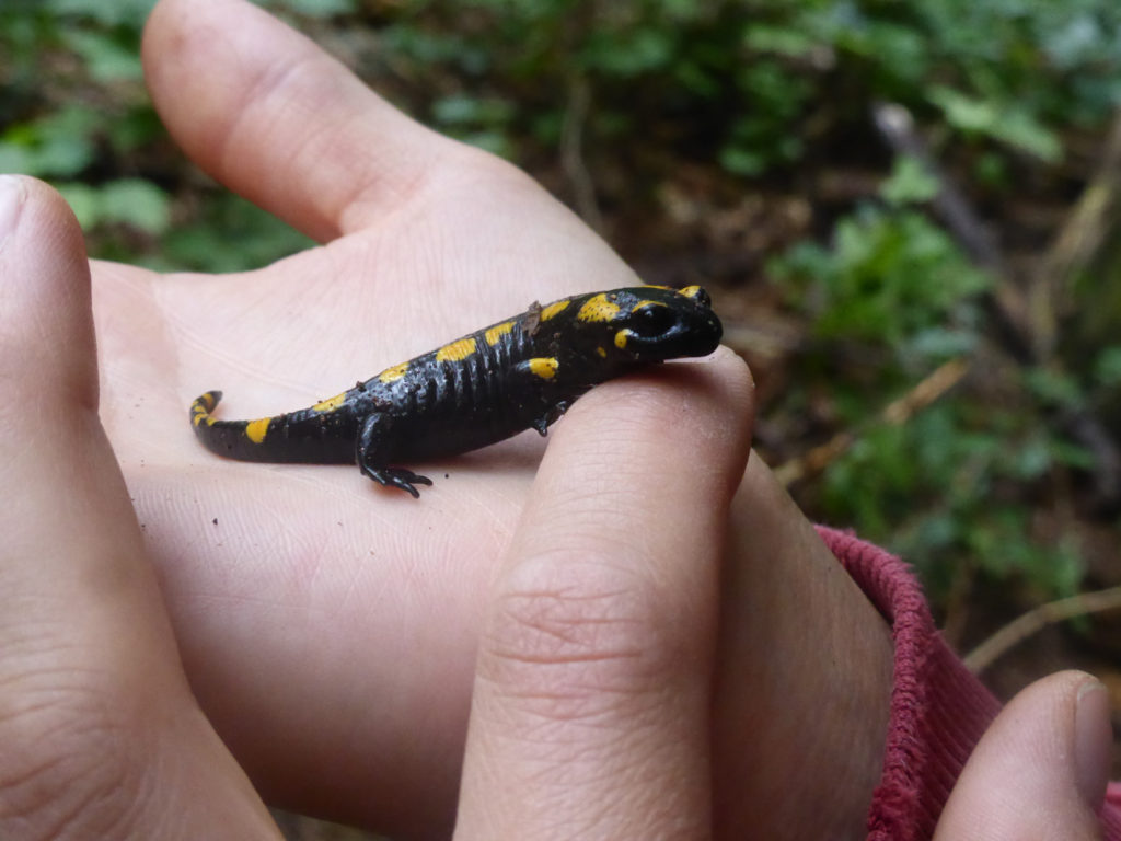 Feuersalamander in Sachsen sitzen auf dem Trockenen. Foto: Bund für Umwelt- und Naturschutz (BUND) Landesverband Sachsen e.V.