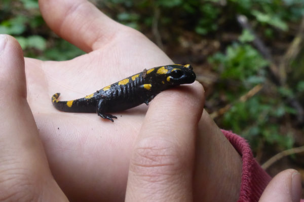 Feuersalamander in Sachsen sitzen auf dem Trockenen