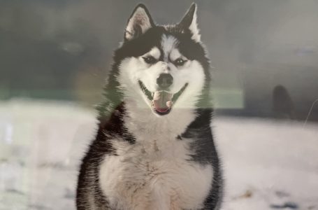 Polizei-Report Plauen-Vogtland: Husky in Krebes gestohlen