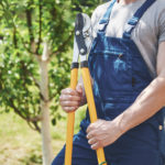 Verbot für tiefgreifenden Grünschnitt tritt in Kraft. Foto: mstandret/envato