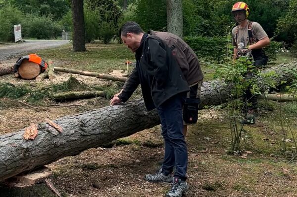 Massive Baumfällung auf Hauptfriedhof in Plauen