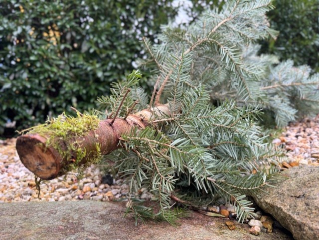 Wohin mit dem Weihnachtsbaum