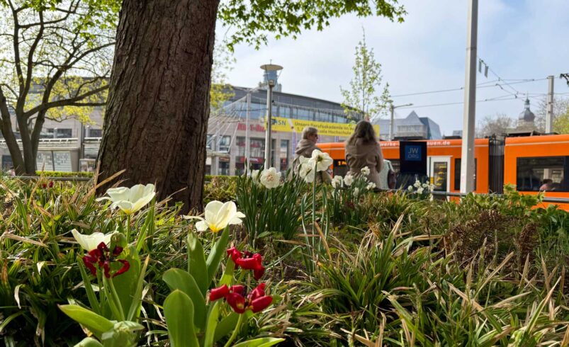 Frühblüher am Postplatz in Plauen. Foto: A.Hellgoth