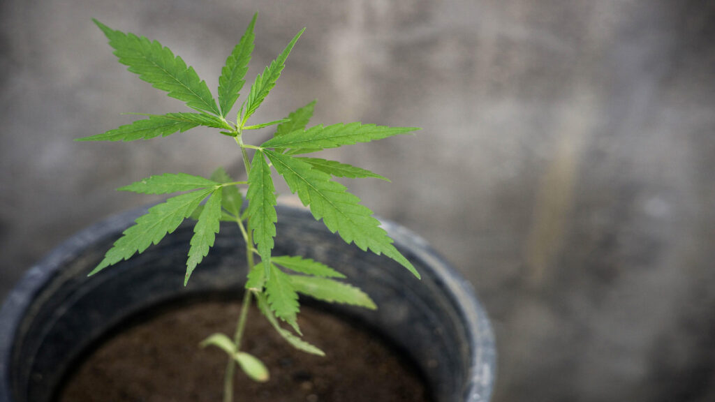 Seit dem Jahr 2024 ist in Deutschland der private Anbau von Cannabis unter bestimmten Bedingungen erlaubt. Foto: Pixabay.com