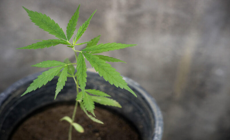 Seit dem Jahr 2024 ist in Deutschland der private Anbau von Cannabis unter bestimmten Bedingungen erlaubt. Foto: Pixabay.com
