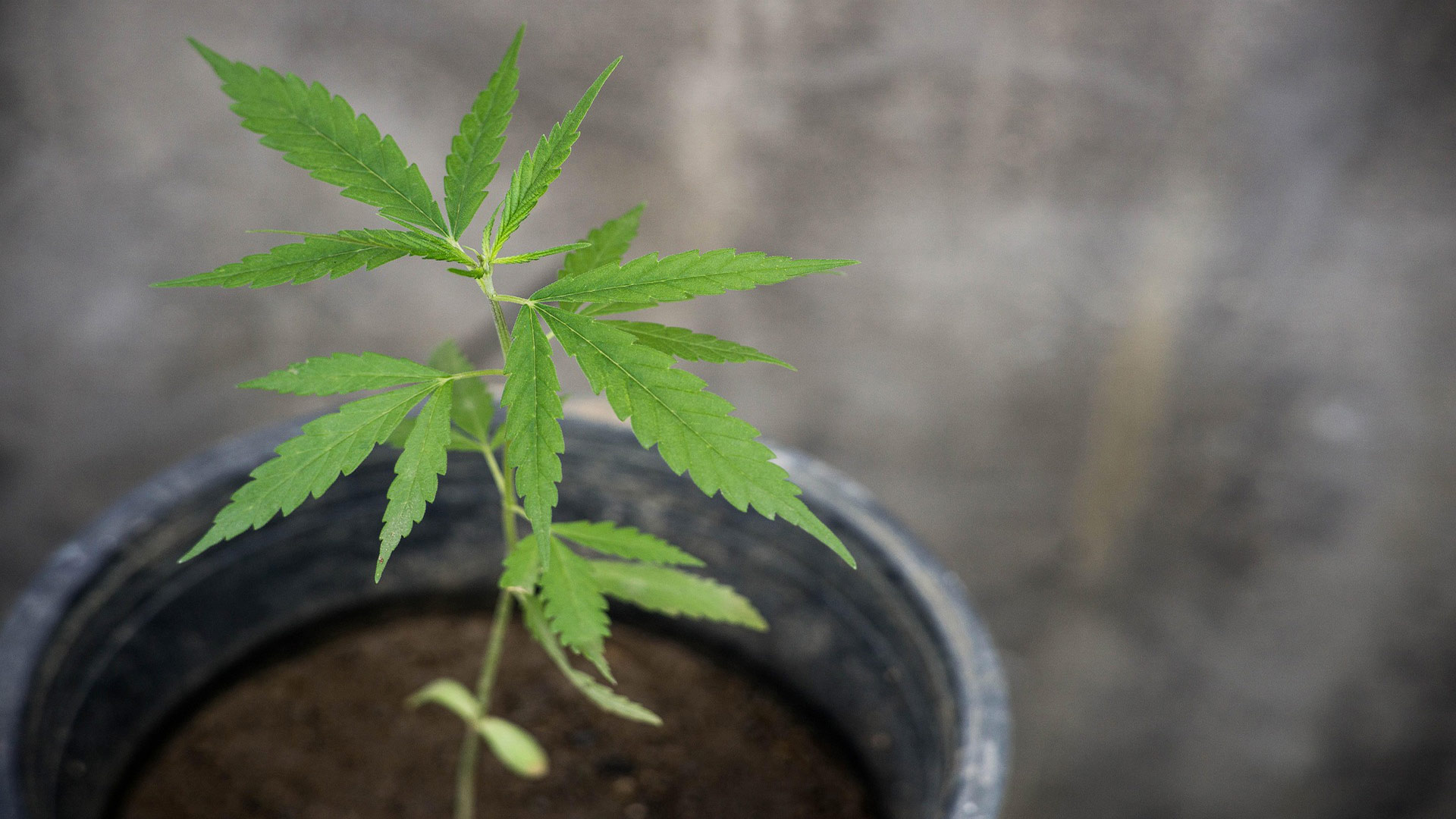 Cannabis zu Hause anbauen
