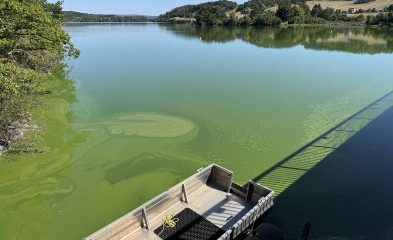 Achtung Blaualgen-Alarm in der Talsperre Pirk. Foto: M. Reißmann