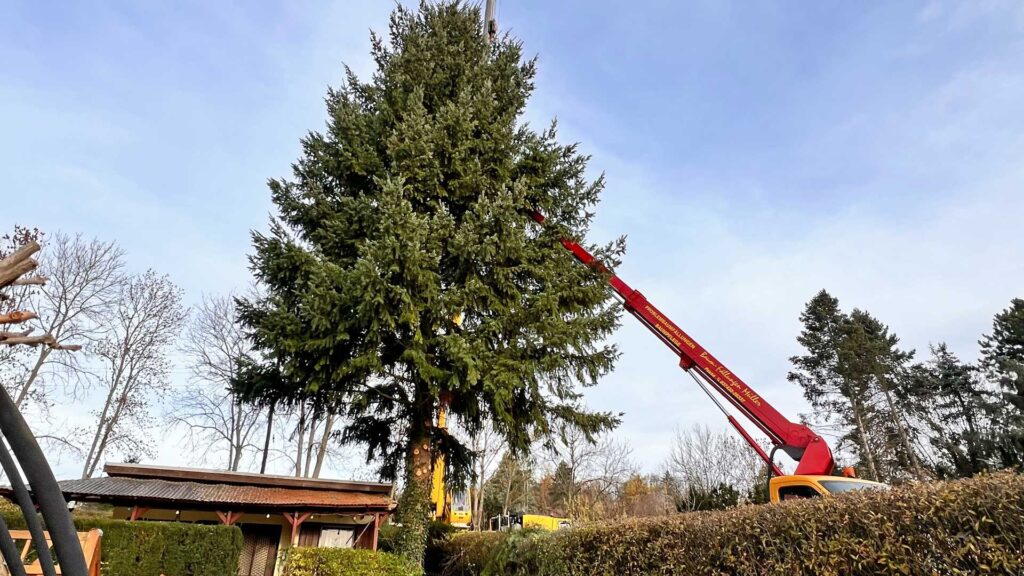 50 Jahre wuchs er ihnen ans Herz – jetzt steht Lothar Petermanns Tannenriese als Weihnachtsbaum in Plauen. Foto: S. Höfer