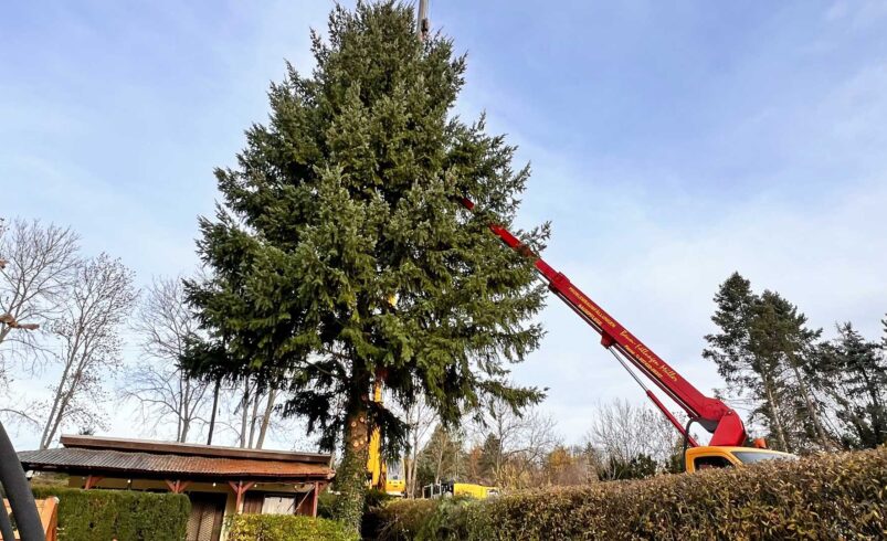 50 Jahre wuchs er ihnen ans Herz – jetzt steht Lothar Petermanns Tannenriese als Weihnachtsbaum in Plauen. Foto: S. Höfer