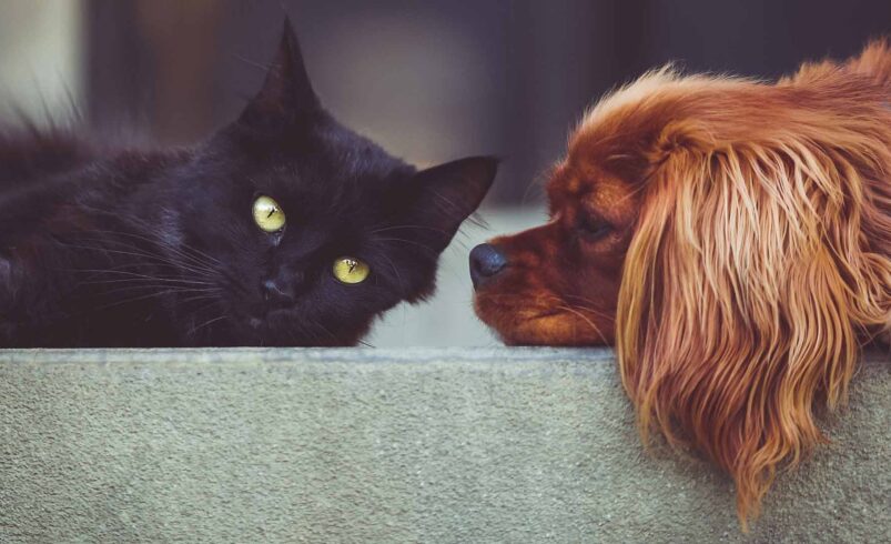 Haushalte mit Hund, Katze oder Kleintier haben sich in den Großstädten in den vergangenen Jahren spürbar gewandelt. Foto: Pixabay.com