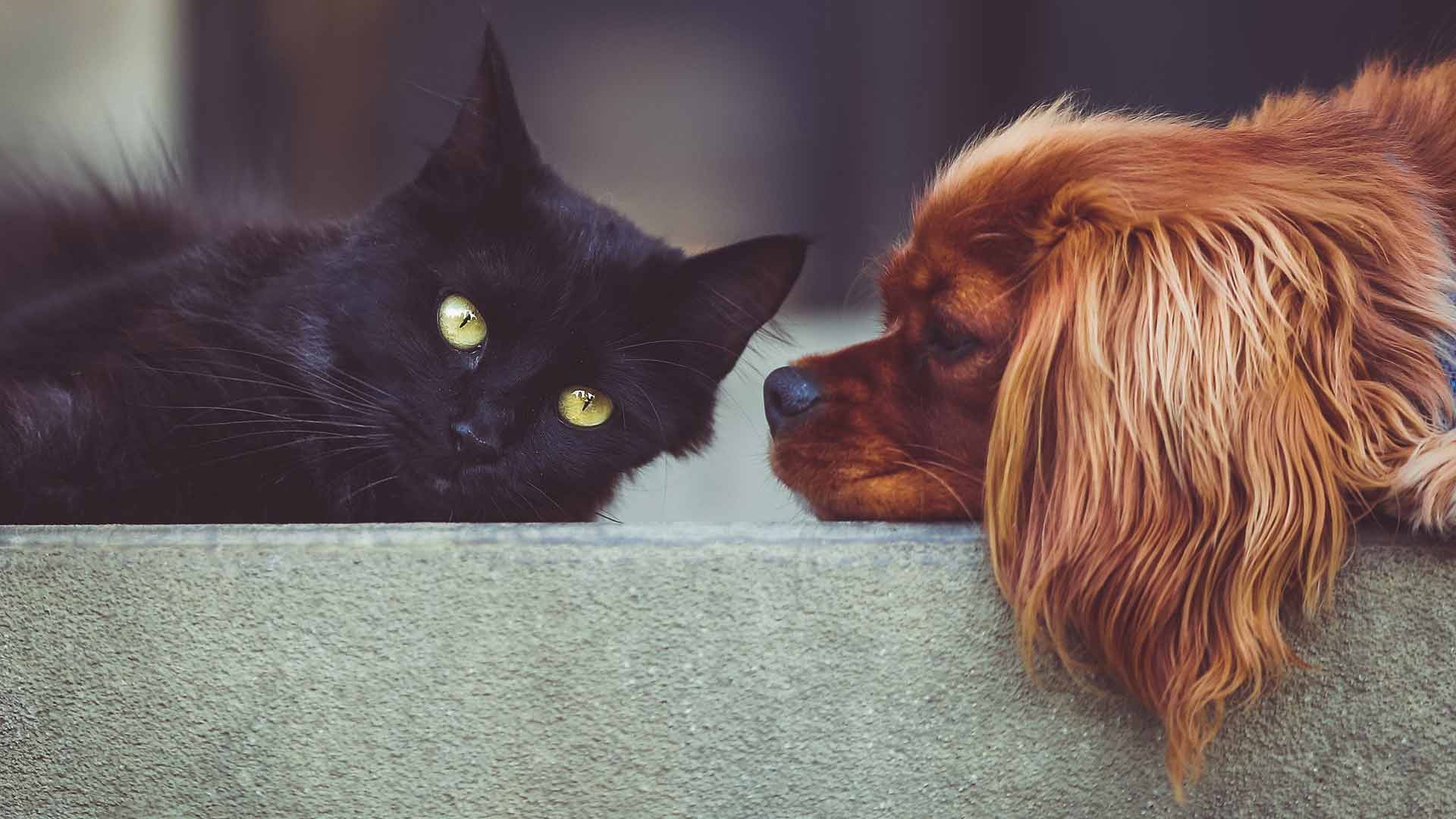 Naturheilkunde für Tiere: Woher kommt der Trend zu pflanzlichen Ergänzungsmitteln?
