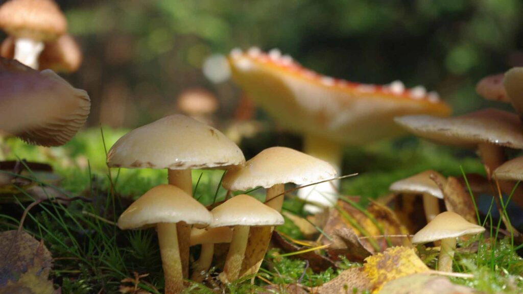 Neurowissenschaftliche Untersuchungen legen nahe, dass psychedelische Substanzen die Verbindung zwischen verschiedenen Gehirnbereichen stärken und eingefahrene Denkmuster vorübergehend unterbrechen können. Foto: Pixabay.com