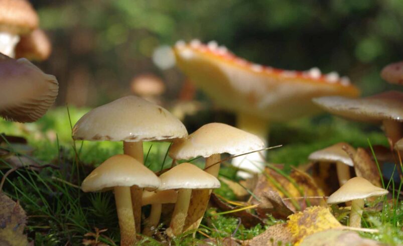 Neurowissenschaftliche Untersuchungen legen nahe, dass psychedelische Substanzen die Verbindung zwischen verschiedenen Gehirnbereichen stärken und eingefahrene Denkmuster vorübergehend unterbrechen können. Foto: Pixabay.com