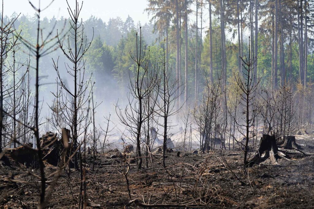 Waldbrand Schwarzes Holz stabil. Foto: Stadt Plauen
