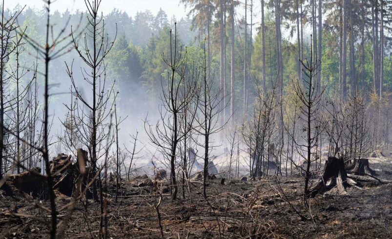 Waldbrand Schwarzes Holz stabil. Foto: Stadt Plauen