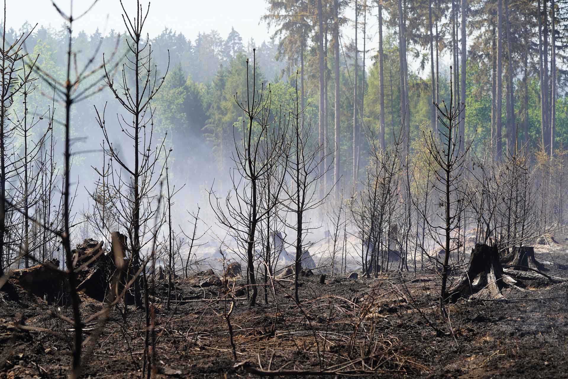 Waldbrand Schwarzes Holz stabil. Foto: Stadt Plauen