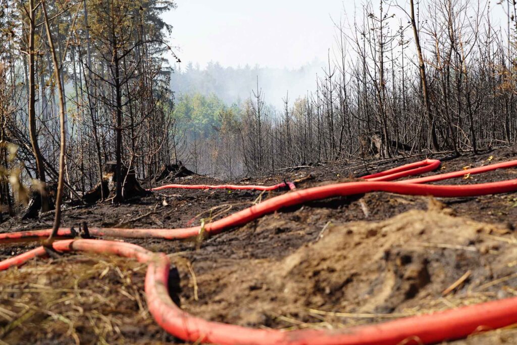 Waldbrand Schwarzes Holz stabil. Foto: Stadt Plauen
