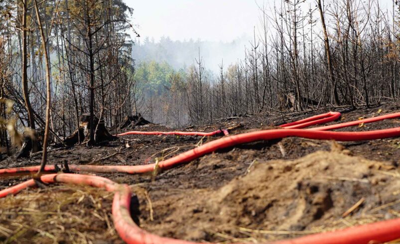 Waldbrand Schwarzes Holz stabil. Foto: Stadt Plauen