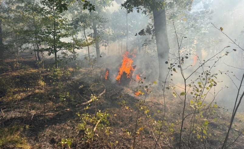 Waldbrand in Plauen. Foto: Stadt Plauen