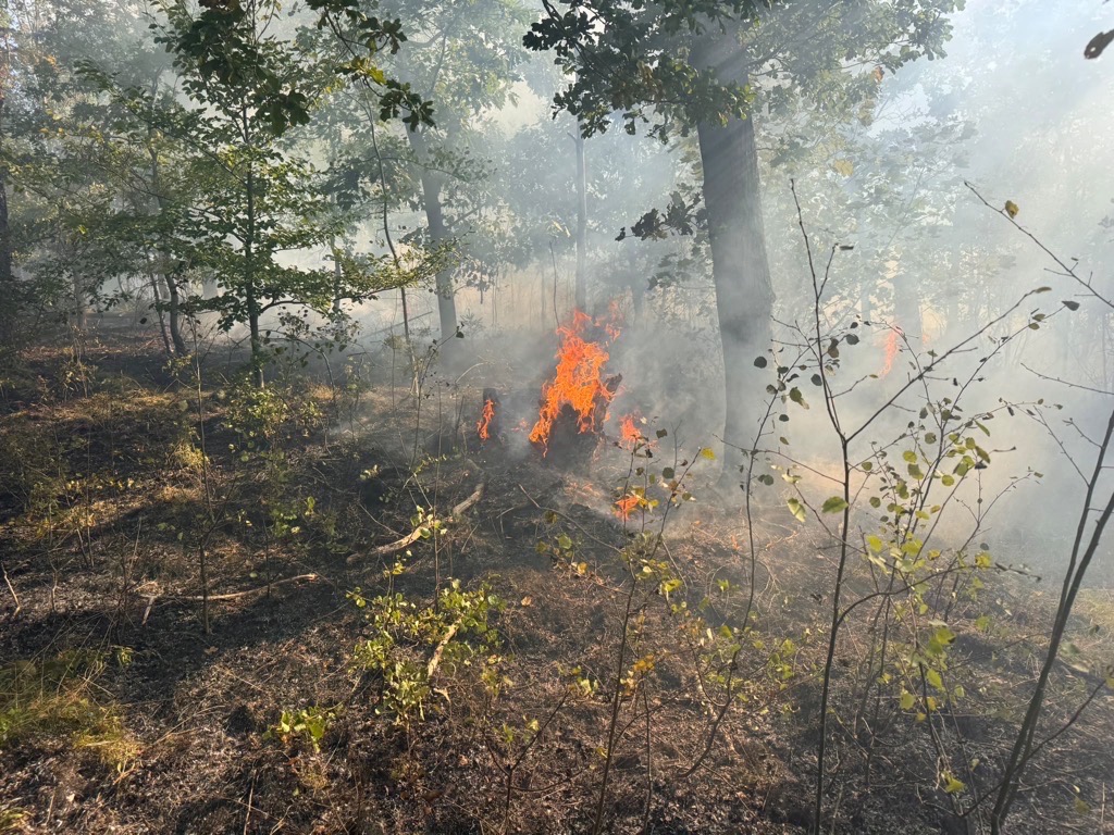 Waldbrand in Plauen. Foto: Stadt Plauen