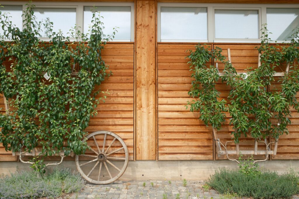 Spalierbäume vor einer Holzfassade, natürlich und gepflegt angeordnet