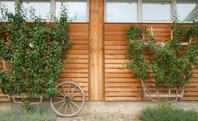 Spalierbäume vor einer Holzfassade, natürlich und gepflegt angeordnet